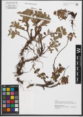 Foto von Salix pyrenaica Gouan